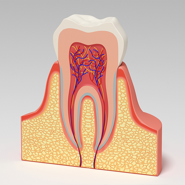 千葉市若葉区の精密根管治療